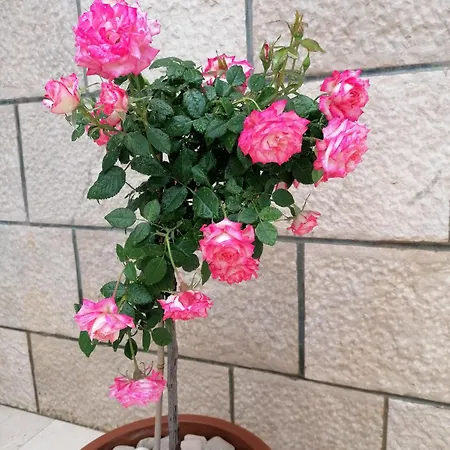 Ruzica Apartment